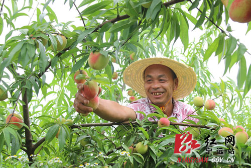 宁远：桃子获丰收 果农笑开颜-果农在采摘桃子。1000 拷贝.jpg