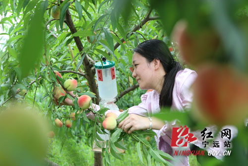 宁远：桃子获丰收 果农笑开颜-游客在采摘桃子。1000 拷贝.jpg
