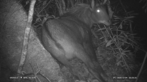 （生态宁远）宁远：九嶷山红外相机拍摄到13种国家重点保护野生动物 首次发现中华鬣羚和灰林鸮02_副本500.jpg