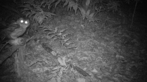 （生态宁远）宁远：九嶷山红外相机拍摄到13种国家重点保护野生动物 首次发现中华鬣羚和灰林鸮03_副本500.jpg