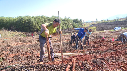 宁远：千亩淮山采挖忙  质优热销助增收2_副本500.jpg