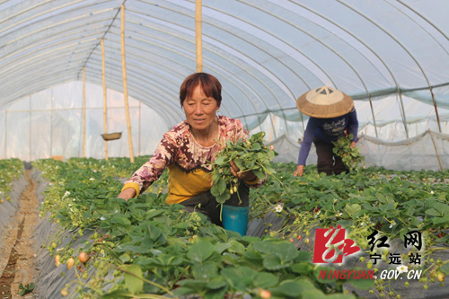 宁远：调整产业结构　发展生态观光农业助农富1000 拷贝.jpg