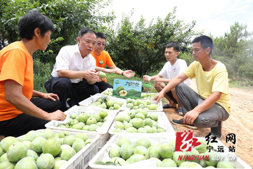 宁远：科技助力 “九嶷香奈”远销全国_副本500.jpg