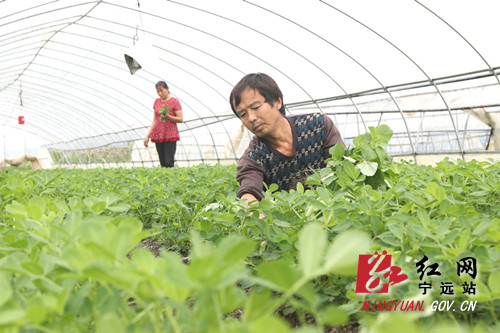 【稳就业 强基础 富家乡】宁远：乡贤能人种黑花生走上致富路_副本500.jpg