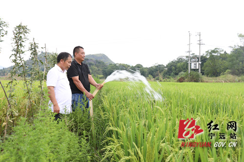 【我为群众办实事】宁远：向地要水抢插晚稻 及时雨缓解旱情2_副本500.jpg