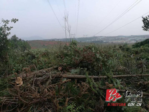 宁远：加大砍青扫障力度 打造电力线路“安全通道”_副本500.jpg