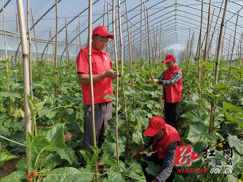 宁远：反季蔬菜助农富_副本500.jpg