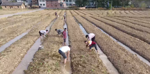 宁远：油菜移栽正当时_副本500.png