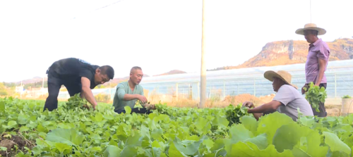 宁远：油菜移栽正当时2_副本500.png