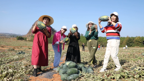 宁远：早冬西瓜助农“甜蜜”增收2_副本500.png