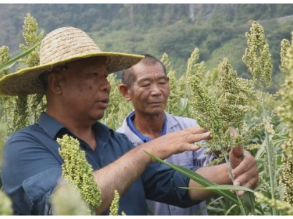 鲁茂祥：退休不褪色 银发助振兴