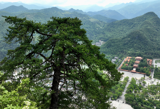 【美景不远·就在宁远】宁远：娥皇峰千年石枞苍劲迎客
