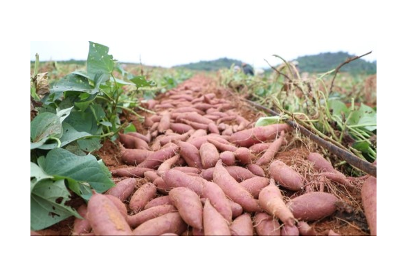 宁远：巧用荒地种红薯 喜获丰收助增收