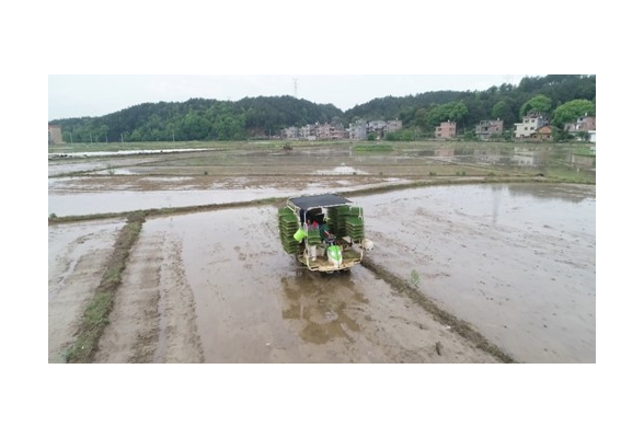 宁远：水稻机械化插秧 助力水稻生产“加速度”