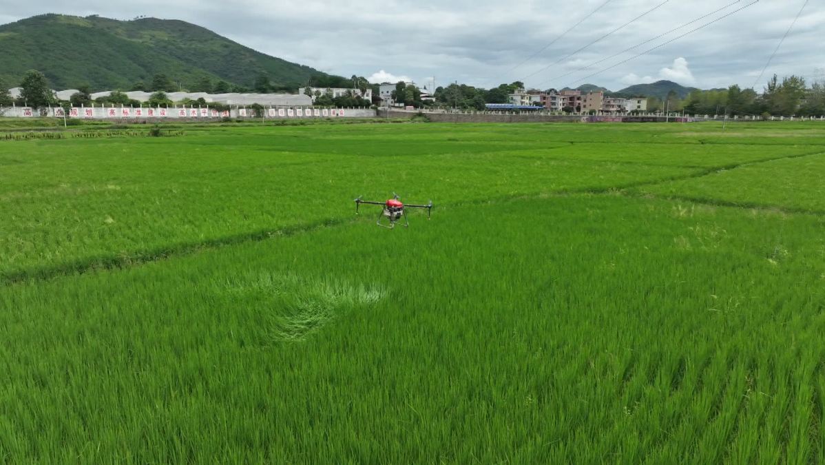 宁远：无人机喷药作业 为晚稻稳产增收“保驾护航” （组图）3.png