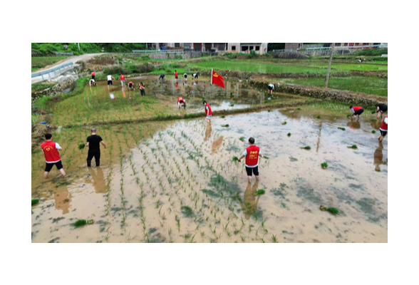 宁远：青年干部深入田间体验农忙 开展早稻移栽实践活动