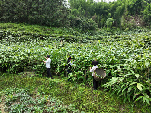 宁远：特色产业赋能瑶乡振兴_副本500.jpg