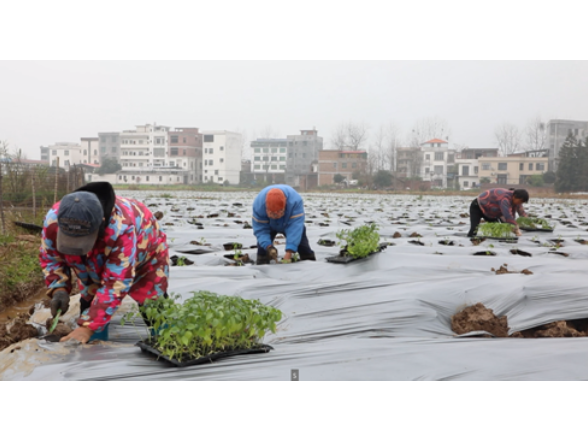 宁远：春耕正当时 蔬菜移栽忙