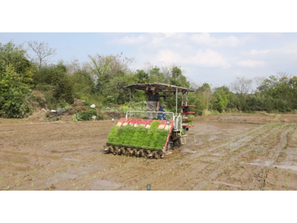 宁远：早稻插秧正当时 机械化赋能春耕忙