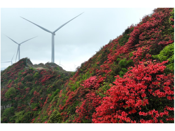 【美景不远·就在宁远】宁远：万亩杜鹃次第开 云海风车伴君阅