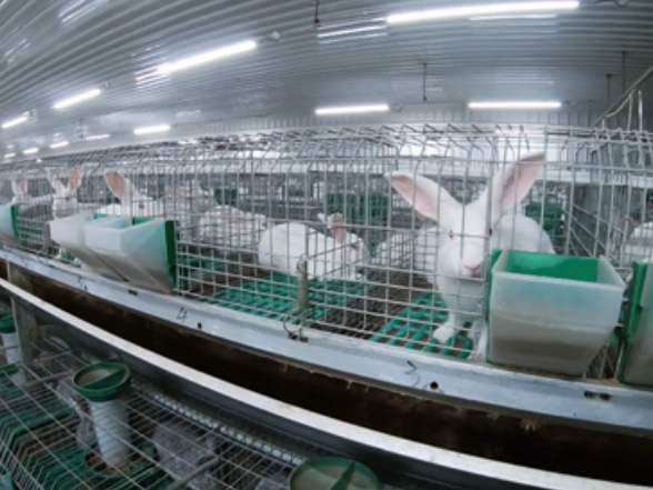 主特产业看宁远丨一只小兔子“蹦”出大产业