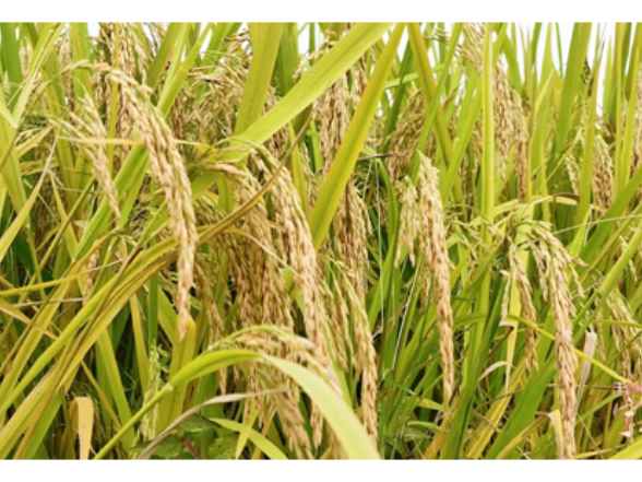 主特产业看宁远丨一粒素米香万家