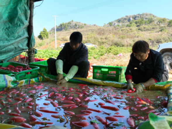 宁远：红皮萝卜喜获丰收 特色产业助农增收