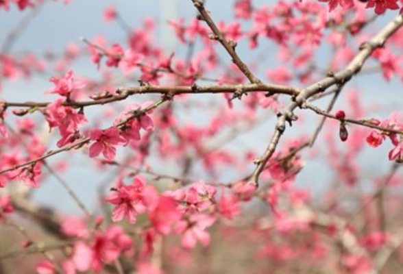 宁远：桃花朵朵开游人翩翩来