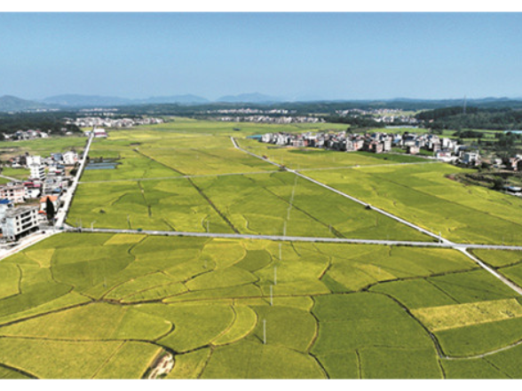 宁远县水市镇：烟稻轮作绘秋景 一田双收盼丰收