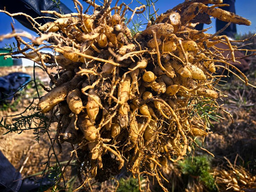 宁远县保安镇：天冬采收忙 产业助增收2_副本500.jpg