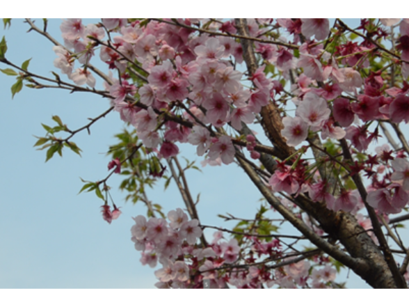 宁远：春日花香满径 游人赏景寻春