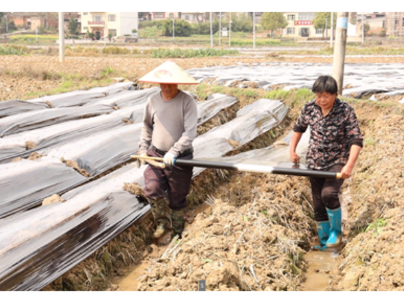 宁远县仁和镇：6700亩烤烟田间地头管护忙