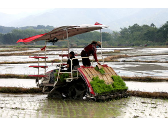 宁远：种粮大户抢抓农时插秧忙