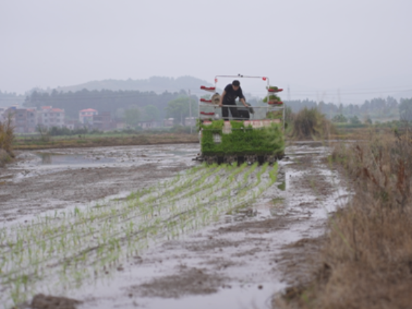 宁远县冷水镇：早稻插秧忙 机械赋能保丰收