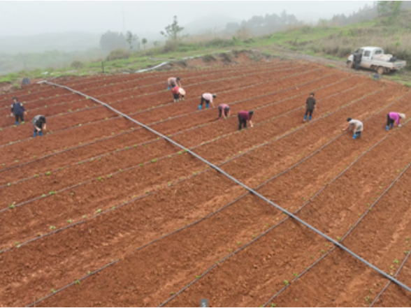 【永冲锋·拼经济·促发展】宁远：富硒葛根栽种忙 规模兴农促振兴