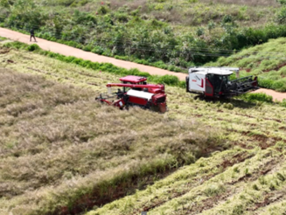 宁远：9.2万亩油菜喜获丰收