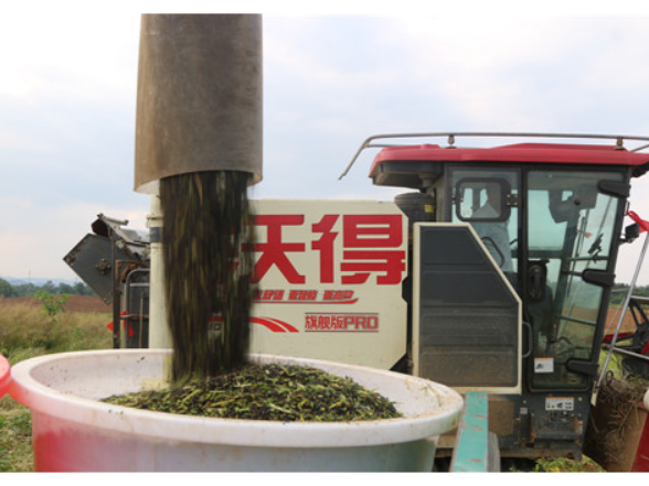 【永冲锋·拼经济·促发展】宁远：300亩油菜喜丰收