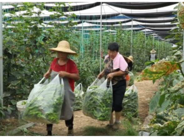 【永冲锋·拼经济·促发展】宁远仁和镇：大棚蔬菜产销两旺