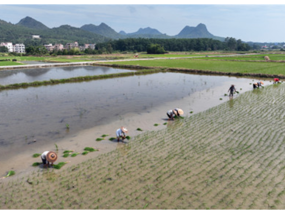 【美景不远·就在宁远】宁远：盛夏耕耘不停歇