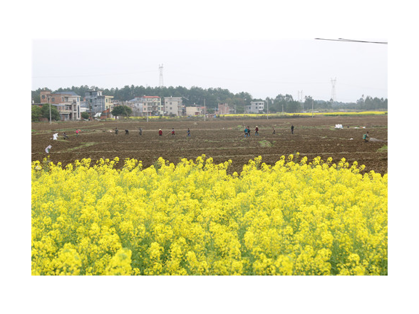 宁远：人勤春早耕种忙