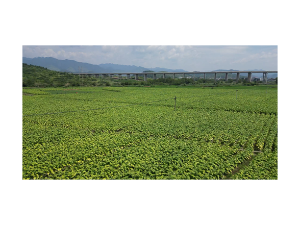 【永冲锋·拼经济·促发展】宁远：盛夏抢收忙 金叶助增收