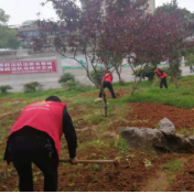 【我为群众办实事】区委政法委：志愿者帮助老人清理垃圾堆  杂乱后院变身“后花园”