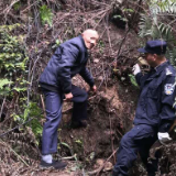 重庆一保护区上百株“蕨王”桫椤遭盗伐，三峡库区仅此一处