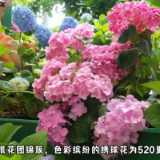 最美娄星|浪漫520，我为凤凰山庄首届绣球花农旅节代言