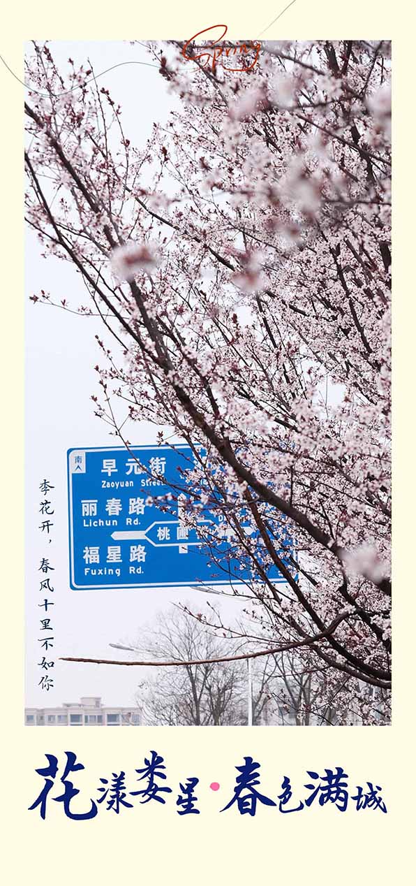 红叶李1.jpg