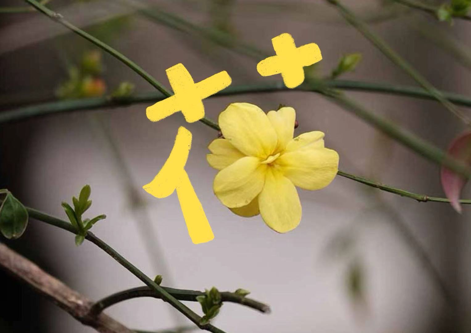花.jpg