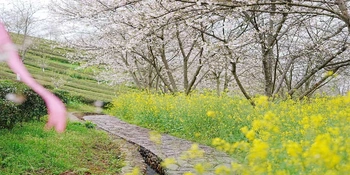 茶乡花海，融媒同行 ——安化：当千年茶香邂逅四季花海