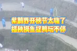 紫鹊界开秧节太嗨了！插秧摸鱼捉鸭玩不停