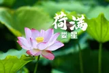 荷满娄星，夏景宜人