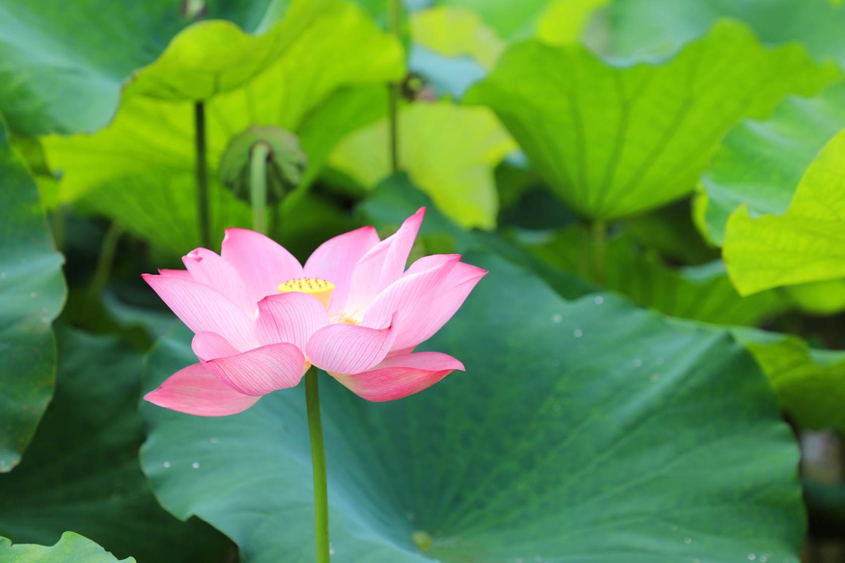 【植物特征】莲属多年生水生草本花卉。地下茎长而肥厚，有长节，叶盾圆形。花期6至9月，单生于花梗顶端，花瓣多数，嵌生在花托穴内，有红、粉红、白、紫等色，或有彩纹、镶边。坚果椭圆形，种子卵形。